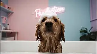Fresh Look, Happy Pup. AI Dog Grooming Ad.