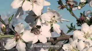 MORE THAN HONEY - Teaser VOST