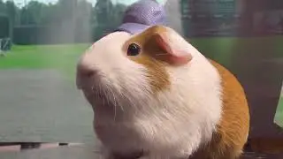 There's No Wheeking in Baseball!-A Pig of Their Own-Late Valentines special