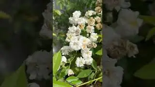 Blooming Rosa Snow Goose