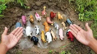 🚿 MUDDY WILD ANIMALS GETTING WASHED! & FACTS FOR KIDS, ANIMALS FOR KIDS | RS Animals Channels