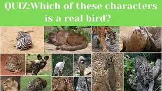Which of These Is a Real Bird? Test Your Brain!