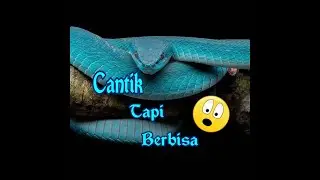 Ular biru,blue snake,insularis