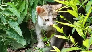 kittens paying in the greenish garden 😻 | Jolly