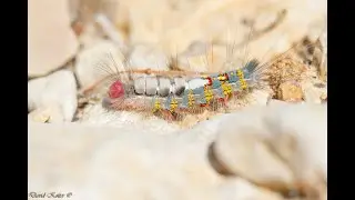 A fly that parasitizes the caterpillar