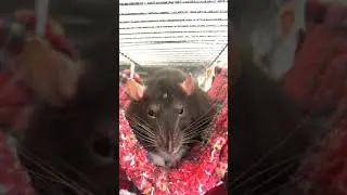 Cute pet rat bruxing and boggling