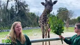 Virtual Voyage with the Virginia Zoo: Giraffes