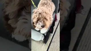 #dogbus #dogbusiness #dogs #dogshorts #shorts #shortvideo #short #privilegedpaws #dogtrainer
