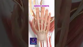 Wrist Joints Anatomy and Functions