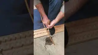 PINE (Pinus Spp.) (BD) BOW DRILL with ANDREW and MARCEL - UX-UI WORKSHOP 01/25/2023-WED