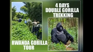 Incredible 4 days double🦍 gorilla trekking in Rwanda| why should you go for double gorilla tour