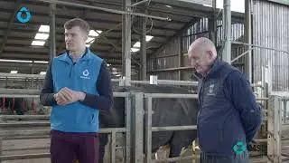 Pre-breeding management on dairy farms | Partners in Reproduction Series
