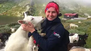 Norway 2017 - Goat farming