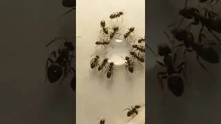 кормление лазиус нигер (lasius niger).    #shorts