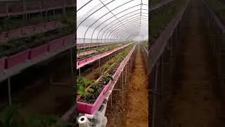 How to grow strawberries in greenhouses?