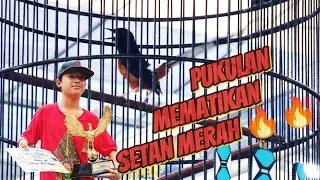 MURAI BATU SETAN MERAH | JUARA 2 (ASIAN BIRD FESTIVAL (MASTERPIECE ARENA) #muraibatu #kicaumania