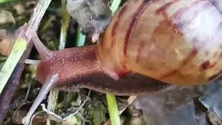 A snail crawling on the ground covered with fallen leaves