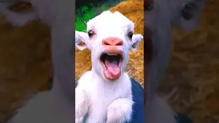 Baby Goat Screaming