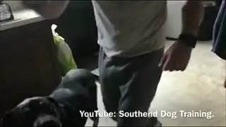 Southend Dog Training | Rottweiler !! | Best Breed Ever !!