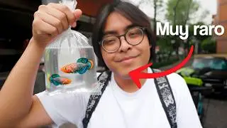 buscando las variedades de Peces Mas Pequeñas y raras del Mercado Morelos