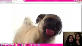 Playing Pointless Website