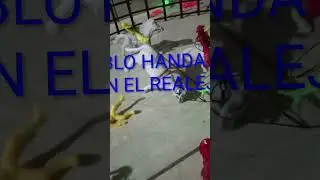 Vallan a ver el nuevo video del jaripeo del realejo perd&oacute;n por la tardanza