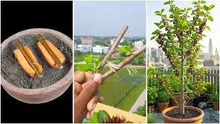 Easy and fast techniques for propagating and growing mulberry fruit trees