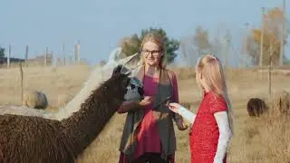 Meet the Llama Herd: A Day on a Llama Farm