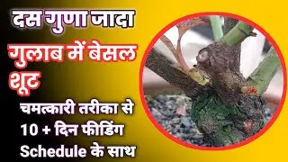 दस गुणा जादा गुलाब में बेसल शूट चमत्कारी तरीका से पाये 10 +10 दिन फीडिंग Schedule के साथ