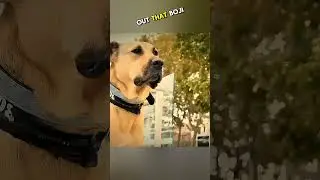 Dog Free Travel Journey ❤️