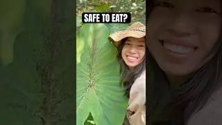 Taro or elephant ear? How to know what&rsquo;s safe to eat