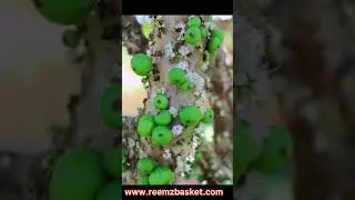 മരമുന്തിരി  എത്തിപ്പോയെ / Jabotica / Brazilian grape tree