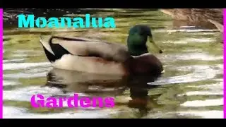 🌳Moanalua Gardens and 4 million dollar Hitachi tree 🦆Oahu Hawaii
