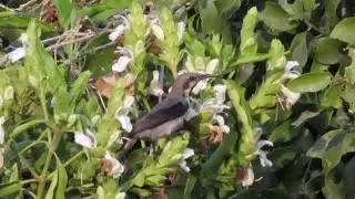 Purple Sunbird Hops On Flowers