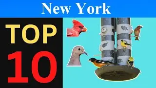 Top 10 Feeder Birds of New York [Brief]