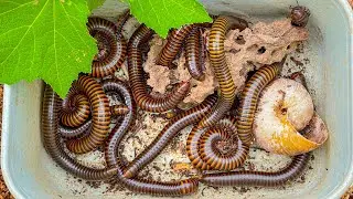 Highly Valued Yet Toxic Species: Red Venomous Millipede, Giant Millipedes, Red-Spotted Millipede