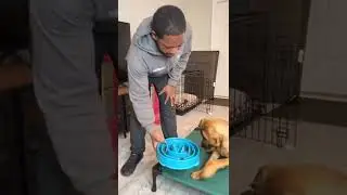 How to teach your dog to wait for their food with JUST YOU