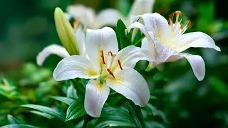 Gentle Piano Music for Deep Relaxation - Stress Relief and Sleep Aid | Calming Background Music
