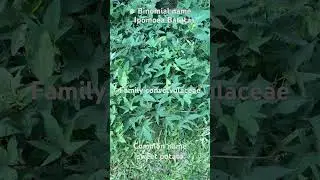 Youtube shorts# binomial name and  identification # Botanical adventure # sweet potato