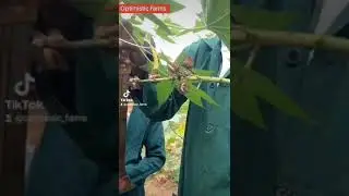 Harvesting of castor seeds