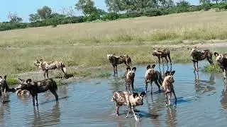 African Painted Wolf on the hunt in Savute