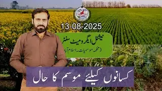 Farmer's Weather Forecast in Pakistan | 13 August 2025 | PMD Agriculture Advisory