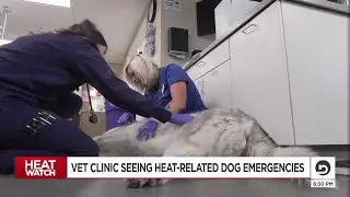 Vet clinic gives tips to prevent pet heat exhaustion