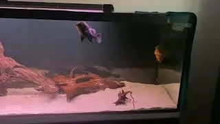 Notopterus Chitala Albino     60 cm