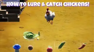 How to lure & catch chickens every time!