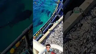 Keramba ikan tuna