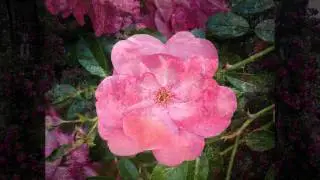 Elizabeth Park Rose Garden