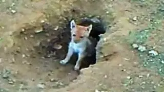 Jackal Puppies Emerge from Den