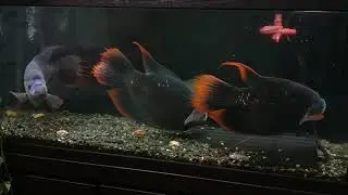 古代戰船魚 , Red tailed giant  guorami  , ikan  kaloi