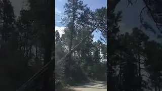 !Lightning hits tree twice! HAZARD TREE CUTTING